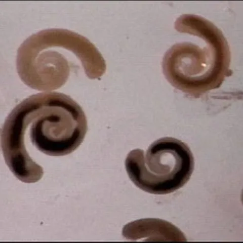 thumbnail for publication: Pentastomid Infections in Fish